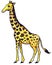 Yellow giraffe