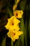 Yellow gladioli on the field to pick yourself