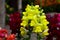 Yellow Gladioli flower