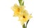 Yellow Gladioli flowers