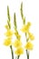 Yellow gladioli flowers