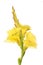 Yellow gladioli flowers