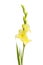 Yellow gladioli flowers and foliage