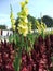 Yellow Gladioli Growing