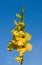 Yellow gladiolus