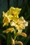 Yellow gladiolus