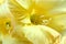 Yellow Gladiolus flower