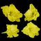 Yellow gladiolus flowers on a black background