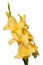 Yellow Gladiolus isolated