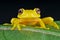 Yellow glass frog