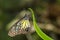 Yellow glassy tiger butterfly