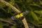 Yellow Glassy Tiger butterfly, Parantica aspasia