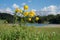 Yellow globe flowers in alpine landscape bavaria