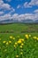 Yellow Globe flowers under West Tatras mountains