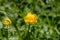 yellow globeflower close-up