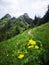 Yellow globeflower the mountains. Alpine flora.