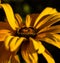 Yellow Gloriosa Daisy