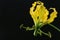 Yellow gloriosa flower on black background 2