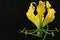 Yellow gloriosa flower on black background