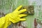 yellow gloved hand scrubbing a green moldy wall with a brush