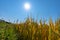 Yellow glutinous rice in rice fields