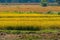 Yellow glutinous rice in rice fields