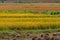 Yellow glutinous rice in rice fields