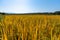 Yellow glutinous rice in rice fields