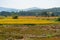 Yellow glutinous rice in rice fields