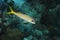 Yellow Goatfish (Mulloidichthys martinicus)