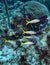 Yellow Goatfish School - Cayman Island Reef