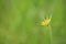 Yellow goats beard flower