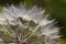 Yellow Goats Beard Seedheads