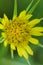 Yellow goats beard - Tragopogon dubius