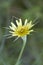 Yellow Goats Beard Wildflower - Tragopogon dubius