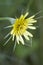 Yellow Goats Beard Wildflower - Tragopogon dubius