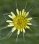 Yellow Goats Beard Wildflower - Tragopogon dubius