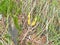Yellow goatsbeard mushroom in the forest