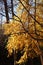 Yellow gold autumn tree. Autumn season closeup. Yellow foliage on tree during leaf