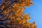 Yellow gold autumn tree. Autumn season closeup. Yellow foliage on tree during leaf