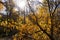 Yellow gold autumn tree. Autumn season closeup. Yellow foliage on tree during leaf fall