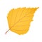 Yellow gold birch leaf as autumn symbol and icon of the fall weather isolated white background