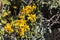 Yellow gold brittlebush southwestern desert wildflower close up with foliage