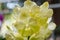 Yellow gold hybrid vanda orchid flower