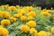 Yellow gold Marigold Flower in nature garden