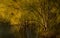 Yellow gold trees and marsh reflections rural Ontario Canada