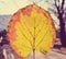 Yellow, golden back-lit leaf; closeup; retro