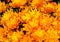 Yellow golden chrysanthemums background