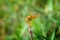 Yellow golden dragonfly with green background