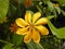 yellow golden gardenia flower